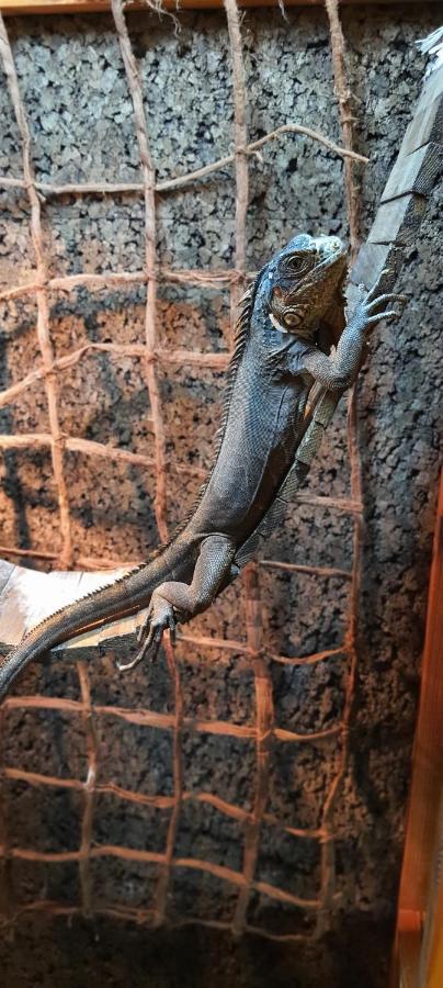 Jurajskie Manowce Niegowa エクステリア 写真
